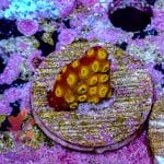 Cyphastrea - Image 5