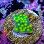 Cyphastrea - Image 8