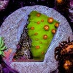 Cyphastrea - Image 9