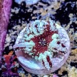 Dragon Lady Bounce Mushroom - Image 8