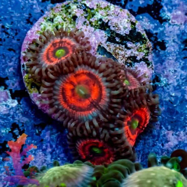 Everlasting Gobstopper - Image 10