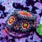 Everlasting Gobstopper - Image 2