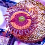 Everlasting Gobstopper - Image 4