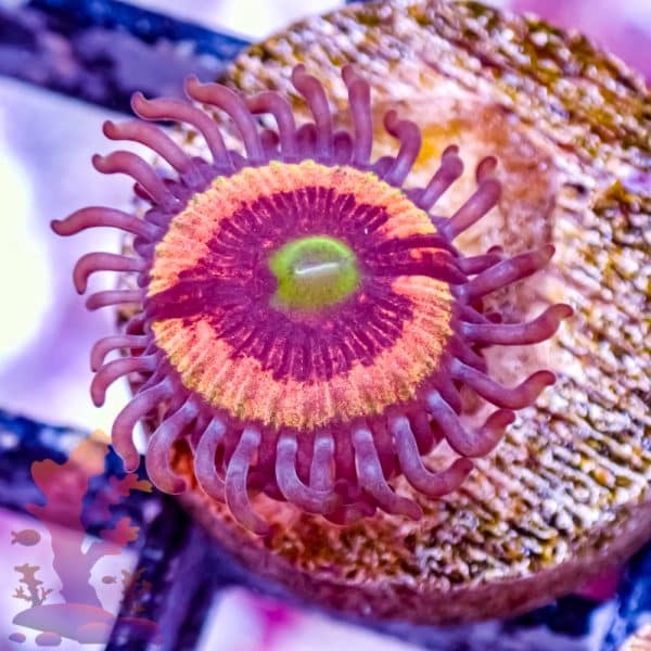 Everlasting Gobstopper - Image 4