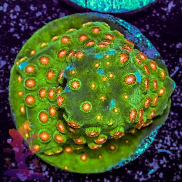 Everlasting Gobstopper - Image 5