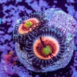 Everlasting Gobstopper - Image 7