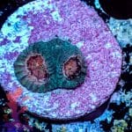 Eye Of Jupiter Favia - Image 4