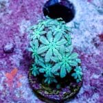 Fiji Pipe Organ Coral - Image 9