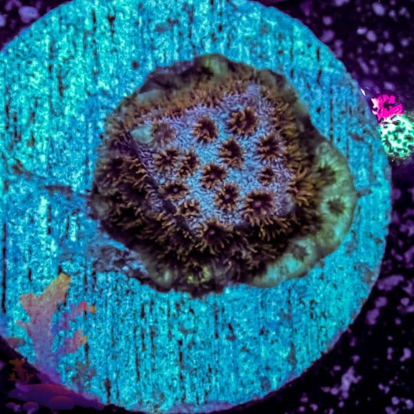 Florida Ricordea - Image 10