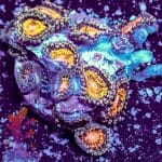 Florida Ricordea - Image 2