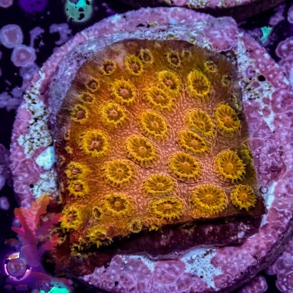 Florida Ricordea - Image 3