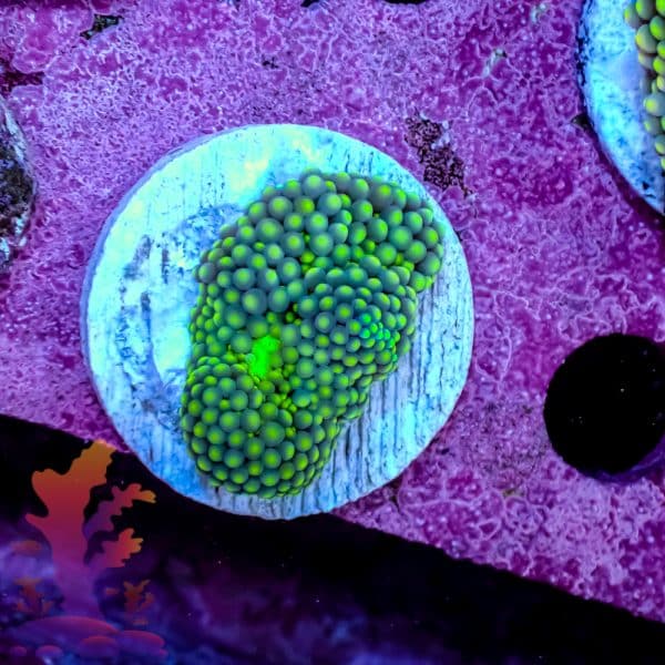 Florida Ricordea - Image 4