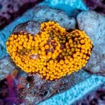 Florida Ricordea - Image 6