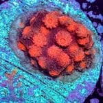 Florida Ricordea - Image 7