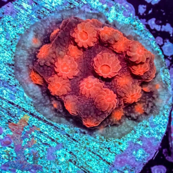 Florida Ricordea - Image 7