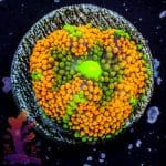 Florida Ricordea - Image 8