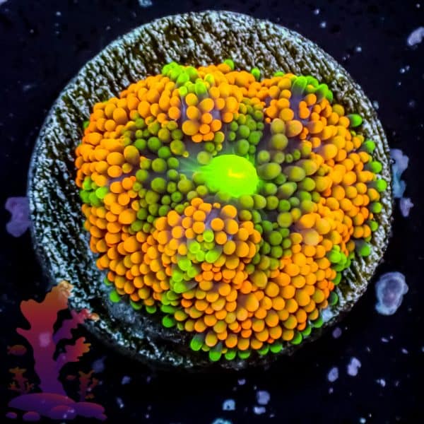 Florida Ricordea - Image 8