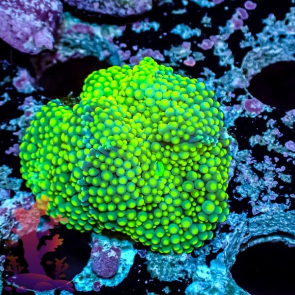 Florida Ricordea - Image 9