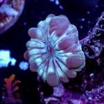 Fox Coral - Image 10
