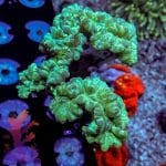 Fox Coral - Image 2
