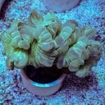 Fox Coral - Image 4
