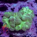 Fox Coral - Image 7