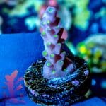 Garf Bonsai - Image 7