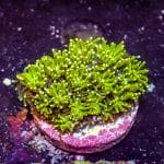 Green Galaxia - Image 7