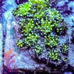 Green Galaxia - Image 8