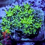 Green Galaxia - Image 9