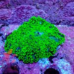 Green Hairy Mushroom