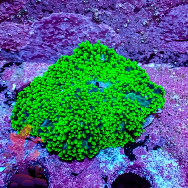 green-hairy-mushroom-1 Green Hairy Mushroom - Image 1