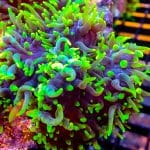 Green Hairy Mushroom - Image 2