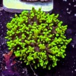 Green Hairy Mushroom - Image 3