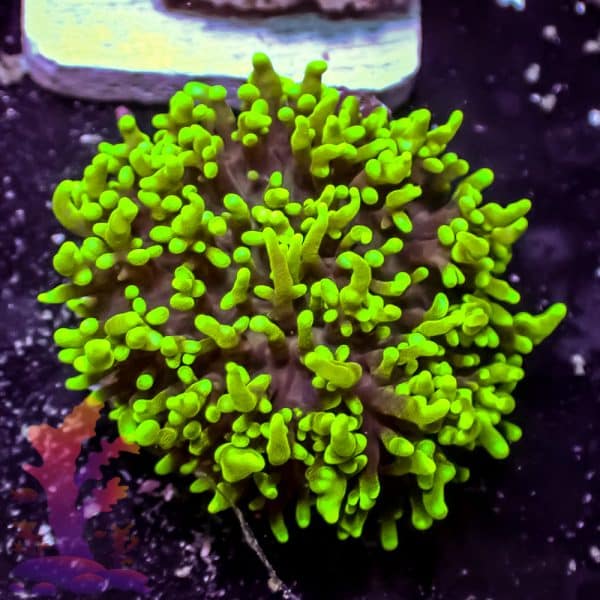 Green Hairy Mushroom - Image 3