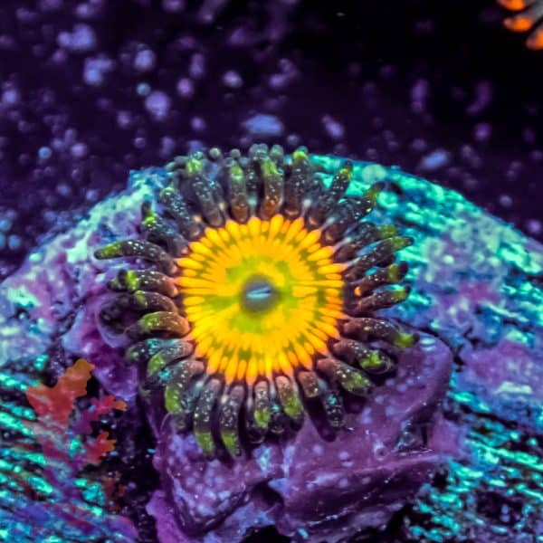 Green Hairy Mushroom - Image 4