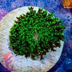 Green Hairy Mushroom - Image 5