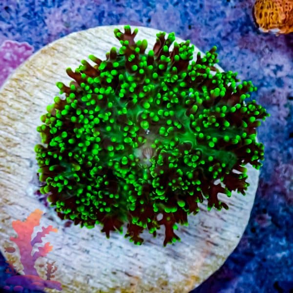 Green Hairy Mushroom - Image 5