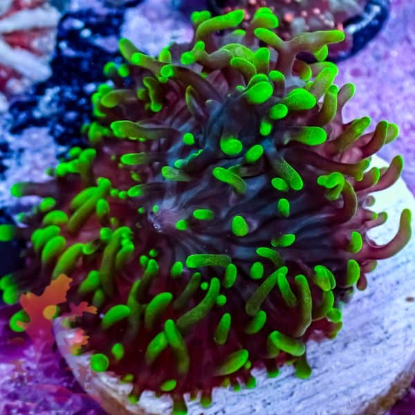 Green Hairy Mushroom - Image 6