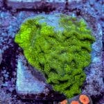 Green Lepto
