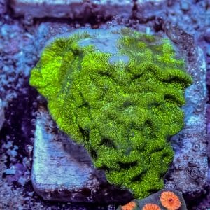 Green Lepto