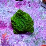 Green Lepto - Image 2