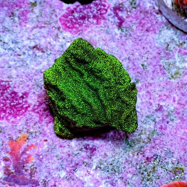 Green Lepto - Image 2
