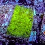 Green Lepto - Image 3
