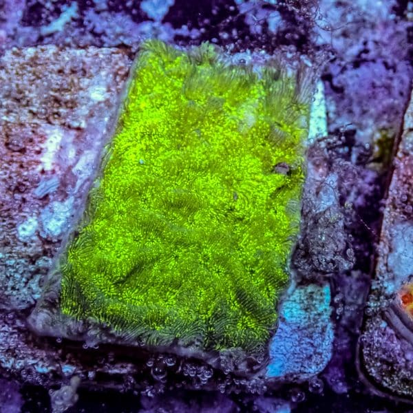 Green Lepto - Image 3