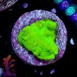 Green Lepto - Image 4