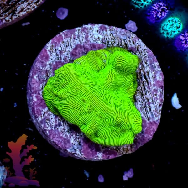 Green Lepto - Image 4