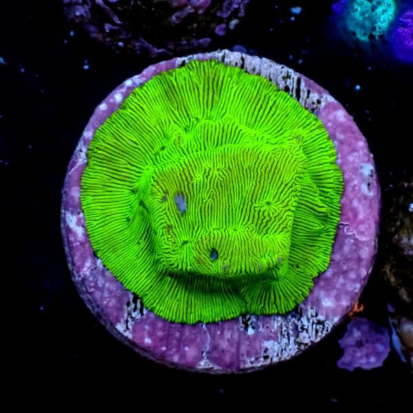 Green Lepto - Image 5