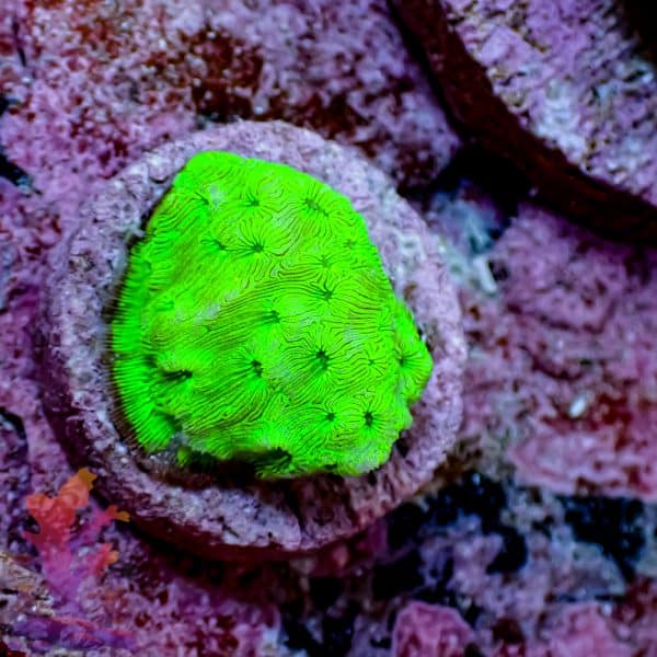 Green Lepto - Image 6