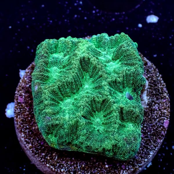 Green Maze Brain - Image 1